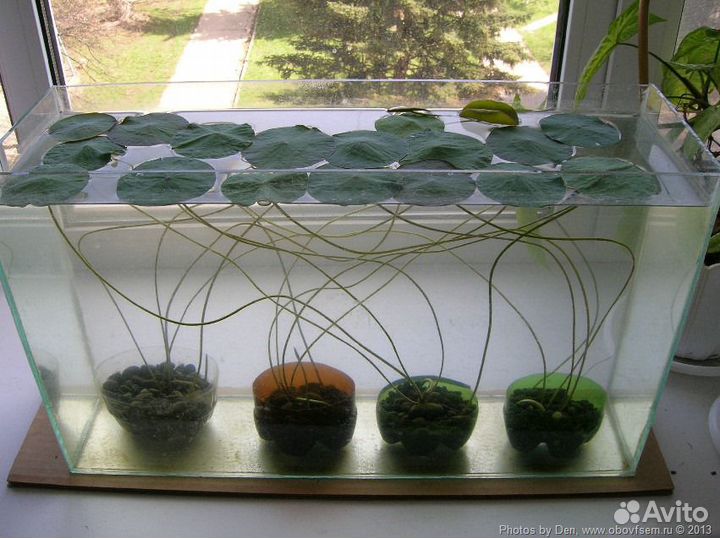 Семена Лотоса