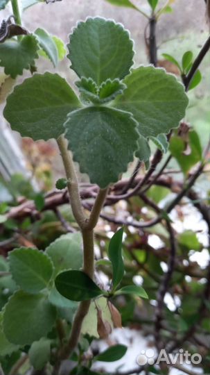 Обмен 4 любых моих на 1 ваш отросток бегонии