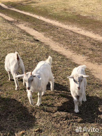 Козы и козлята