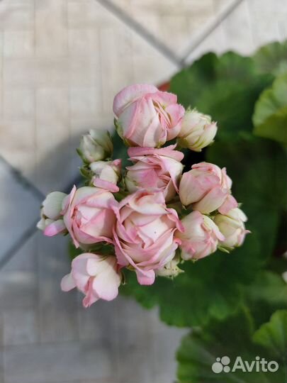 Пеларгония, герань розебудная DenisSutarve