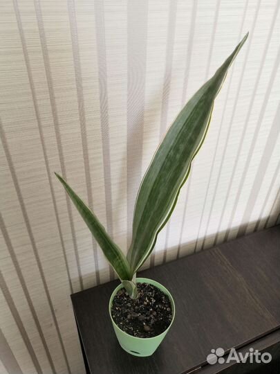 Сансевиерии сортовые