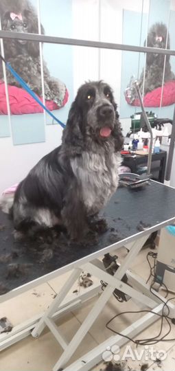 Стрижка собак и кошек. Выездной грумер