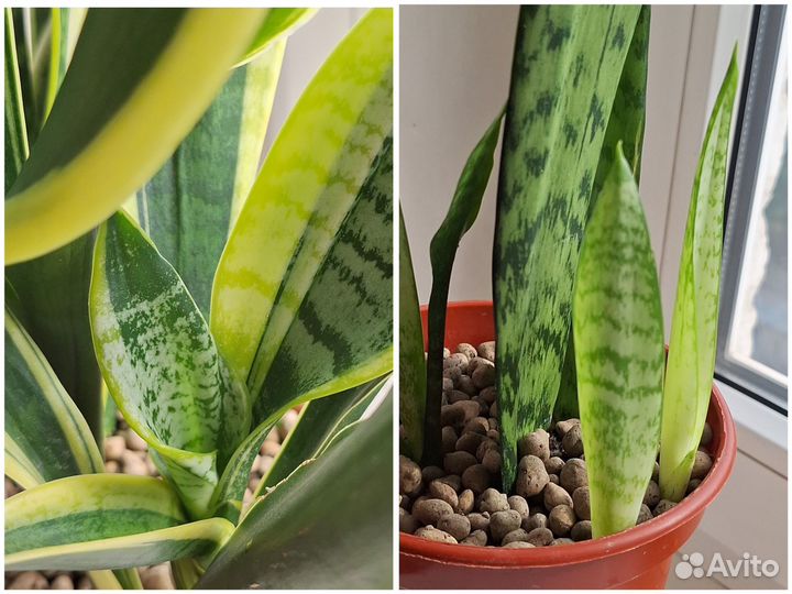 Сансевиерия (тёщин язык, щучий хвост)