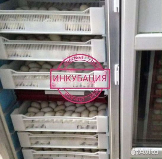 Инкубационные яйца гуся. Гусята суточные