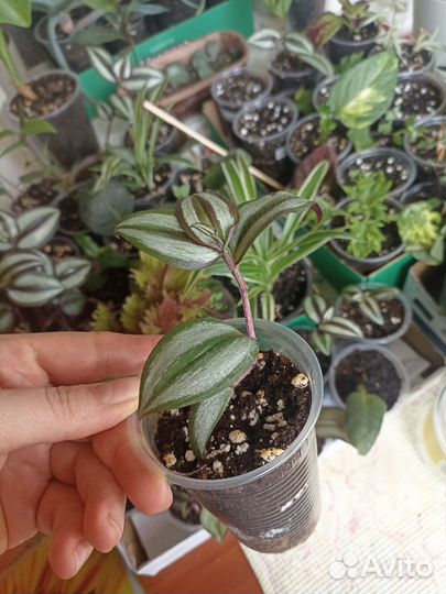 Трандесканция зебрина