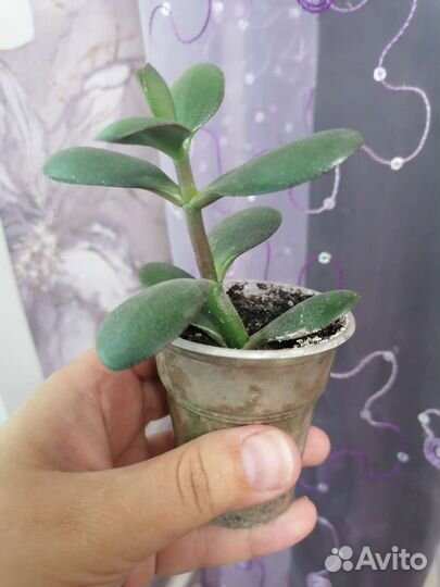 Денежное дерево толстянка крассула
