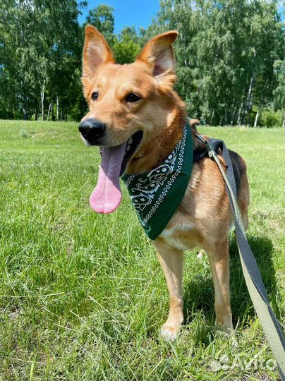 Классный пес ищет семью