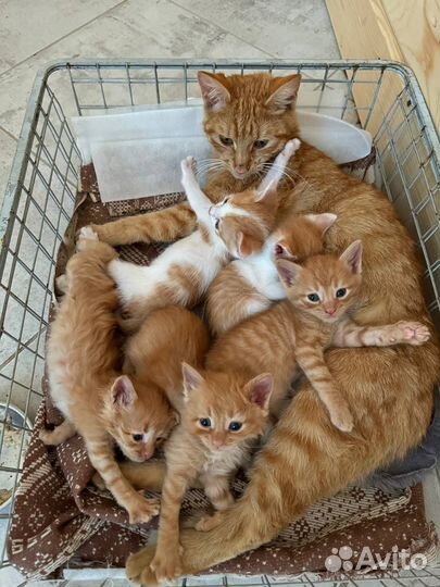 Котята. Кошка крысоловка