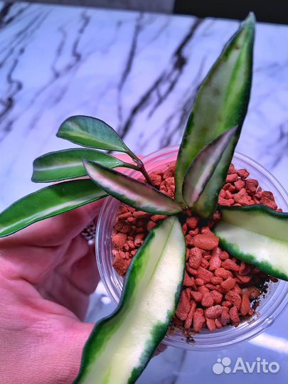 Hoya Kentiana Variegata / Хойя Кентиана вариегата