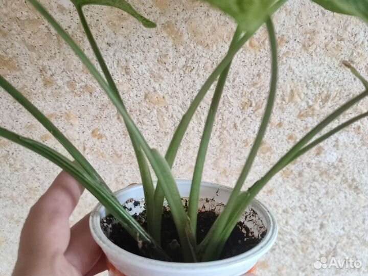 Сингониум моттлед мохито