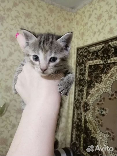 Котята в дар