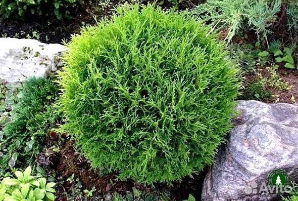 Туя даника красивая