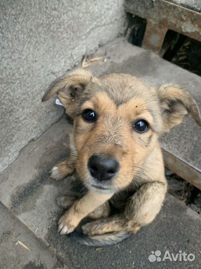 Собака дворняжка Отдам Бесплатно