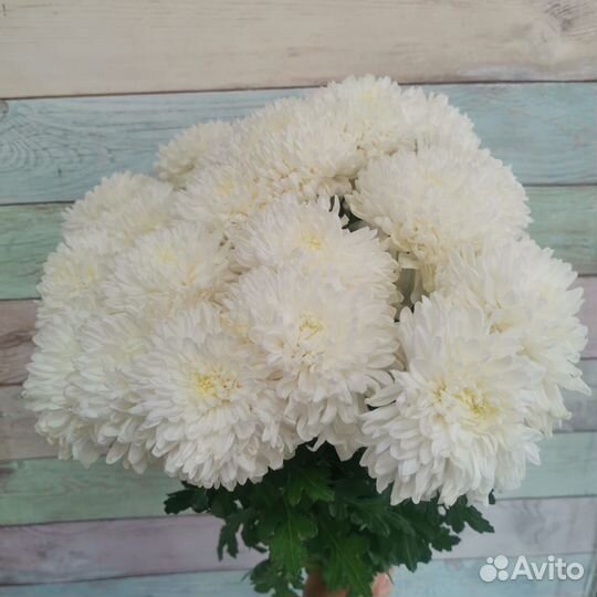 Цветы оптом Хризантема одноголовая