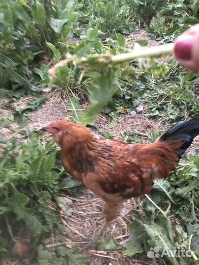 Молодые петушки