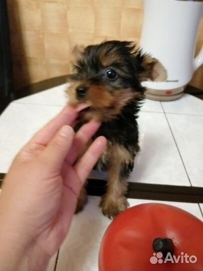 Йоркширский терьер