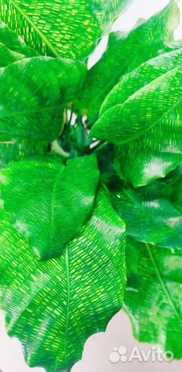 Калатея нетворк (пиксельная/мозаичная)