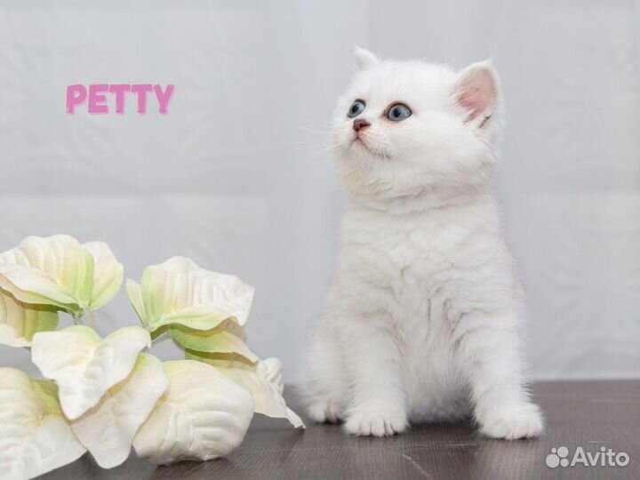Клубные британские котята