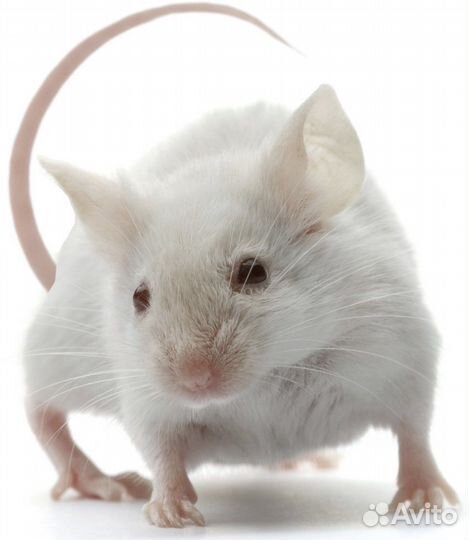 Кормовые мыши, крысы замороженные