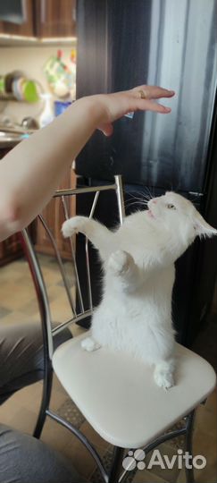 Вязка кошки мейн-кун