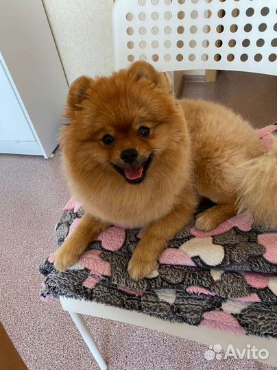 Передержка кошек и собак маленьких пород