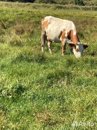 Продам коров первотелки 2 головы