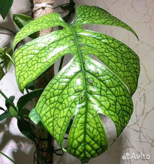 Монстера Амидриум Сильвер Совместные закупки