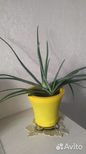 Гастерия.Комнатные цветы