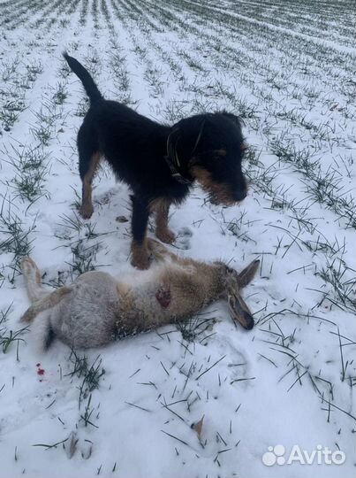 Ягдтерьер вязка