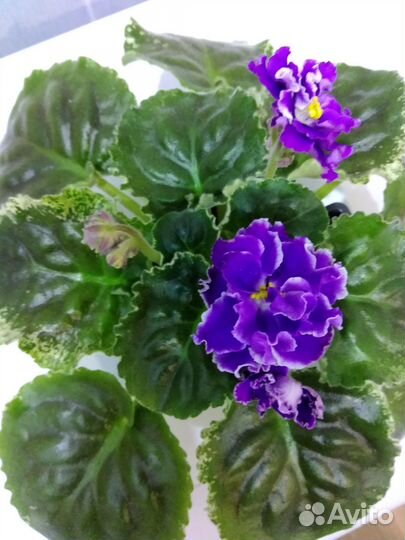 Фиалка цветущая