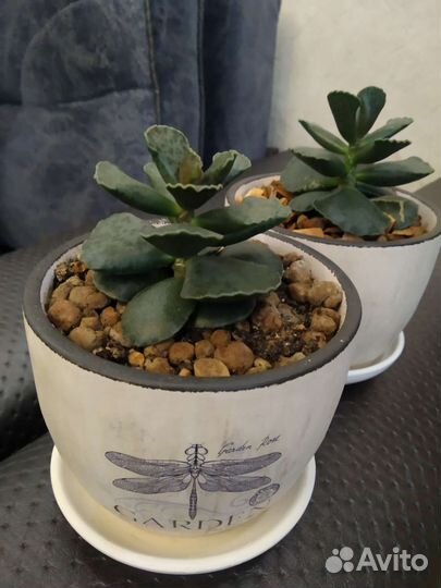 Адромискус