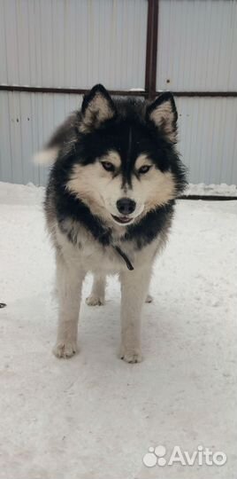 Аляскинский маламут