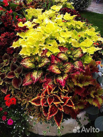 Колеусы сортовые вегетативные