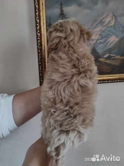 Maltipoo F1 Малышка Лилу