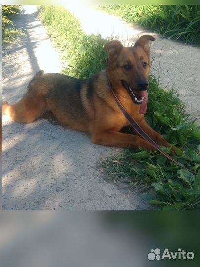 Метис лайки с овчаркой