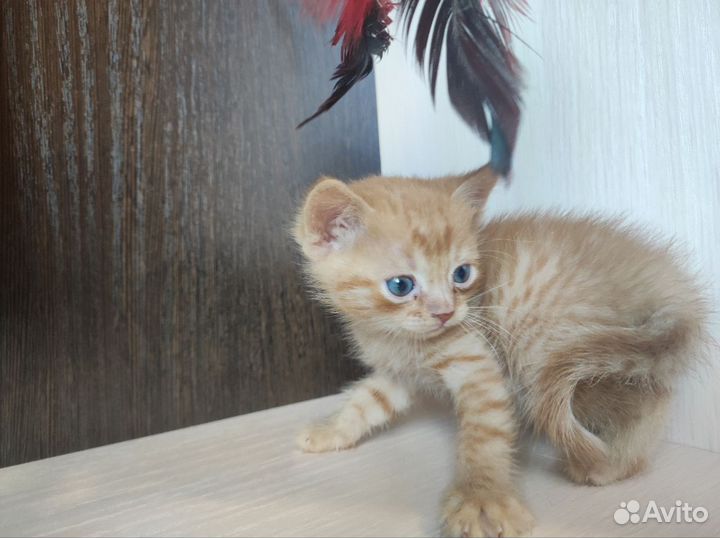 Отдам в добрые руки