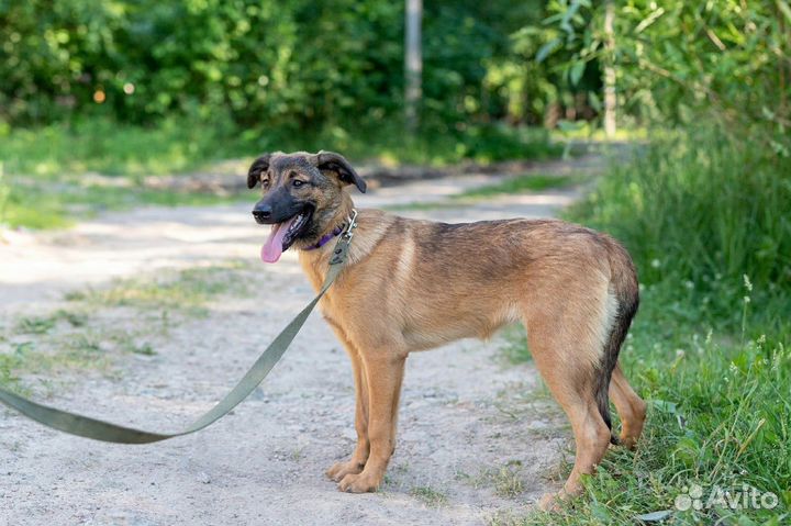 Собака Агата в хорошую семью бесплатно