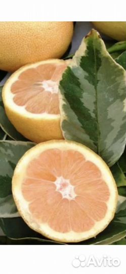 Лимон Пинк Эврика