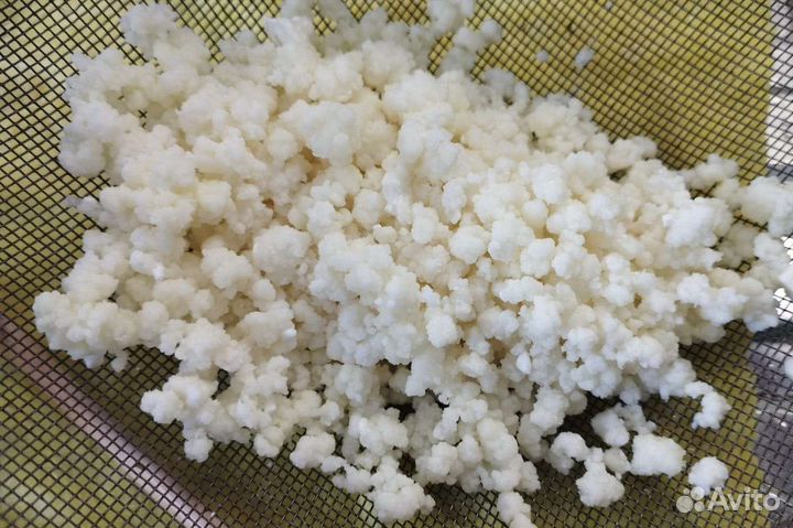 Тибетский молочный кефирный гриб