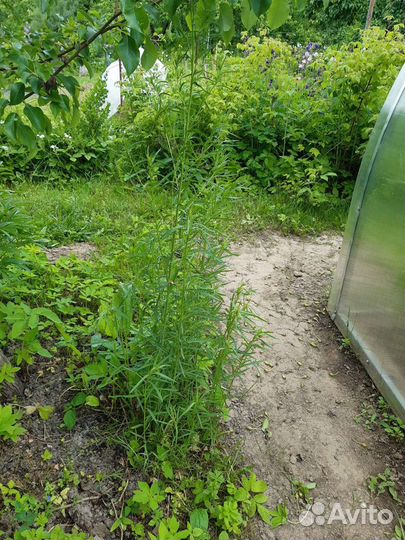 Эстрагон (тархун)