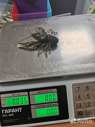Живые раки (Свежий привоз)
