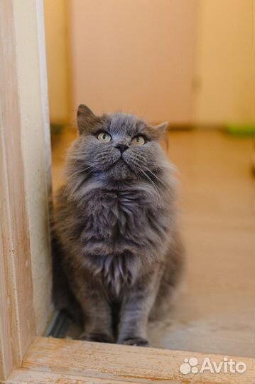 Хром ищет дом