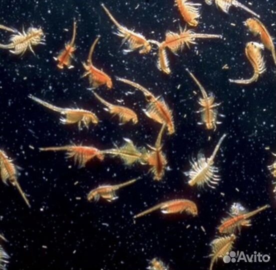 Набор для инкубации цист артемии