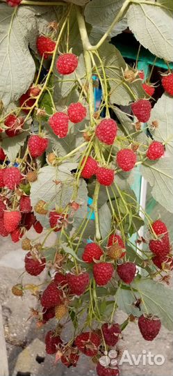 Продаю саженцы польки, карамельки, тарусы И др