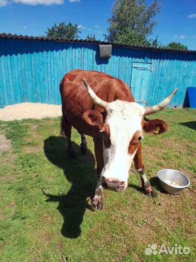 Корова дойная