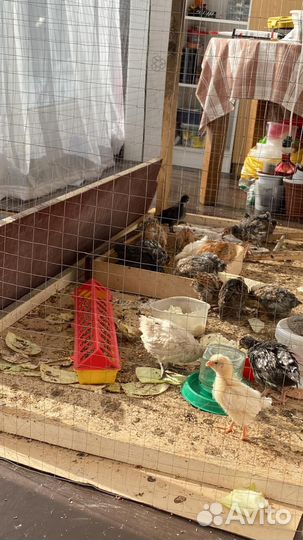 Цыплята суточные