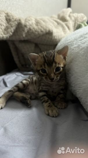 Бенгальские котята