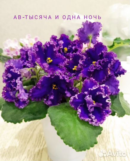 Детки сортовых фиалок