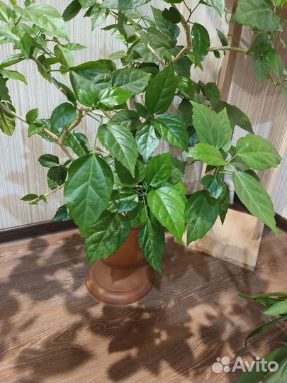 Гибискус вместе с горшком