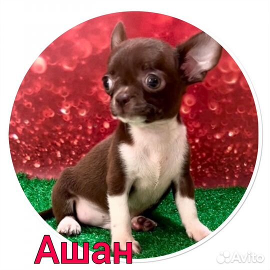 Чихуахуа mini шоколадный, мальчик